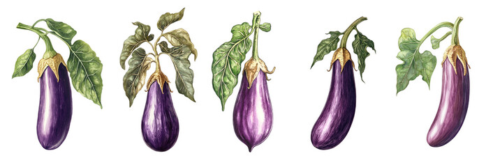 Set of watercolor eggplants. 