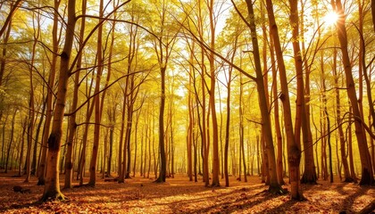 Wall Mural - Golden Forest Sunlight.