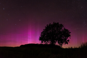 Wall Mural - aurora borealis glowing beautifully over tree silhouette in fields, cornwall, uk