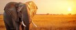 © JP STUDIO LAB - A detailed portrait of an elephant in the savanna, with the golden light of the setting sun