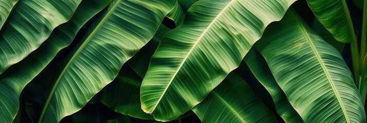 Seamless pattern background of fresh banana plant leaf