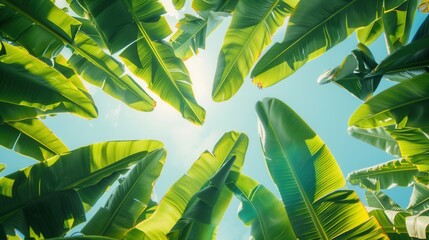 background of fresh banana plant leaf with copy space