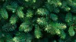 © AminaDesign - This is a detailed view that captures the vibrant, lush green needles of a pine branch, highlighting their unique texture and rich color, making it ideal for any nature enthusiast or botany lover