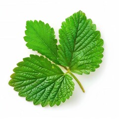 Fresh strawberry plant leaf isolated on white background