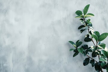 Poster - A visually pleasing composition of a green plant branch set against a textured, minimalist concrete wall, emphasizing natural beauty and simplicity.