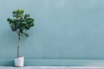 Aufkleber - An outdoor image featuring a potted tree against a light blue wall, showcasing the harmonious blend of natural greenery with the simple, clean urban aesthetic.