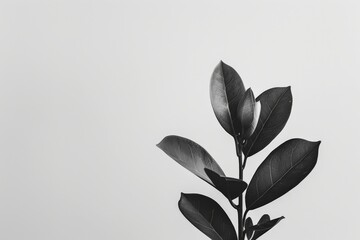 Aufkleber - A striking black and white photo of leaves set against a plain white background, evoking a sense of calm and simplicity in a minimalist artistic style.