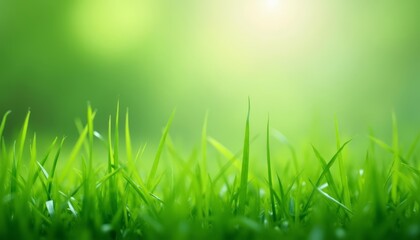 Poster -  Vibrant green grass a symbol of life and growth