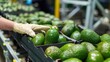 © Joyce - Hand working on fresh avocado fruit in crate in a fruit produce factory assembly packaging line