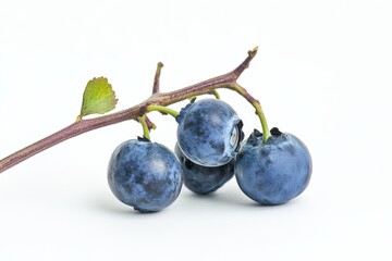 Mystic photo of Duke Blueberry on the vine, isolated on white background