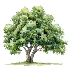 Majestic Watercolor Illustration of an Elm Tree in Full Bloom