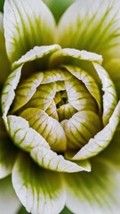 Poster - A close up of a flower with green and white petals, AI