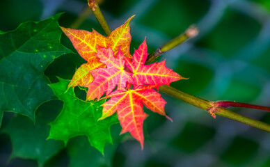 Wall Mural - red autumn leaves turning early this late summer here in Upstate NY.  The colors of Autumn, red, yellow and green come alive.