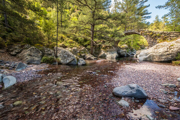 The Tartagine river flowing under an ancient Genoese bridge surrounded by pine forest in the Balagne region of the Mediterranean island of Corsica