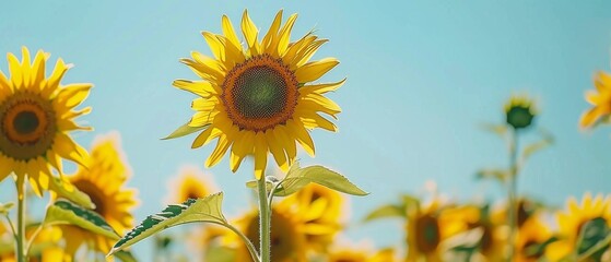 Wall Mural - Yellow Flowers Field under Blue Sky