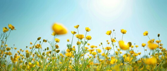 Wall Mural - Yellow Flowers Field under Blue Sky