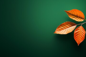 Poster - leaf on green background