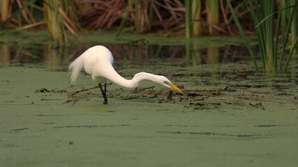 Poster - A great egret fishing in a pond