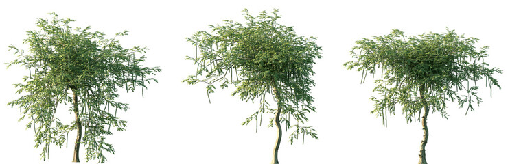 Wall Mural - set of moringa oleifera (drumstick tree, horseradish tree, malunggay) frontal set street trees isola