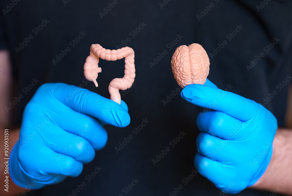 Anatomical Brain and Intestine Models in Gloved Hands Stock Photo ...