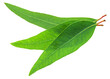 © volff - Fresh Eucalyptus leaves on white background. File contains clipping paths.