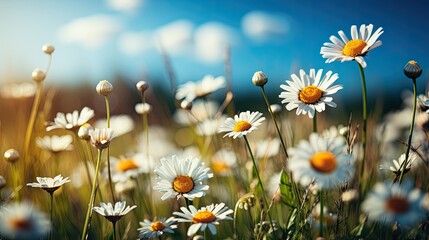 Sticker - field of daisies and sun