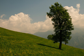 Wall Mural - albero piegato dal vento isolato