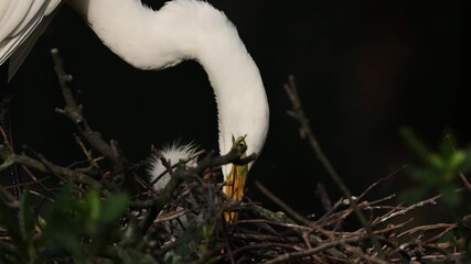 Wall Mural - A Great Egret Nest in Florida 