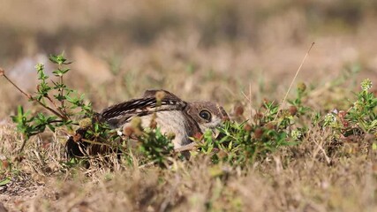 Canvas Print - Burrowing Owl in South Florida 