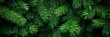 © AminaDesign - This stunning closeup view of lush green pine branches beautifully showcases their fine, delicate needles and vibrant color, highlighting the incredible beauty and richness of nature itself