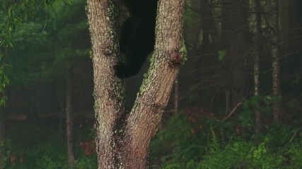 Wall Mural - Black Bear feeding on cherries in a tree in Great Smoky Mountains National Park