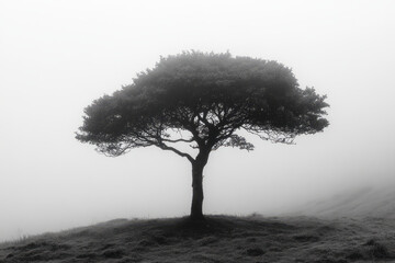 Poster - A monochrome background featuring a delicate black tree silhouette against a pale grey sky,