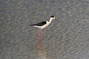 Wall Mural - Echasse blanche,  Himantopus himantopus, Black winged Stilt