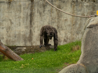 A monkey is walking on a log in a zoo