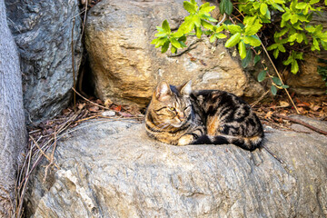 tabby cat resting on the rock