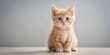 © lapeepon - Cute peach kitten sitting on a gentle light background and looking at the camera, Kitten, peach, cute, adorable, fluffy