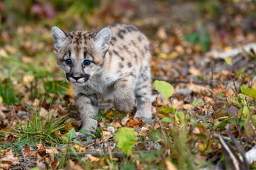 Wall Mural - cougar kitten (puma concolor) hesitantly steps forward autumn