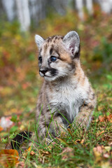 Wall Mural - cougar kitten (puma concolor) sits alone looking left autumn