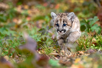 Wall Mural - cougar kitten (puma concolor) creeps forward head down autumn