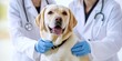 © Fox - A dedicated and professional veterinarian is committed to providing exceptional care for ensuring a happy and healthy Labrador Retriever, prioritizing its healthcare needs effectively