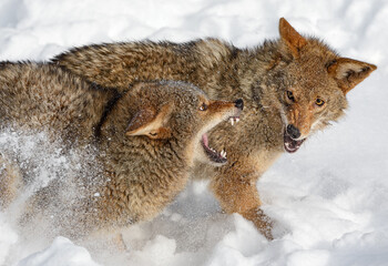 Wall Mural - coyotes (canis latrans) snap at each other winter