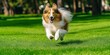 © Ben - Joyful Collie Dog Playfully Running on Lush Green Grass, Exuding Happiness and Energy in a Serene Natural Setting