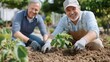 © LifeMedia - Two men, likely friends or relatives, joyfully engage in gardening together, working on planting new greens under bright sunlight, sharing a laugh and camaraderie in their task.