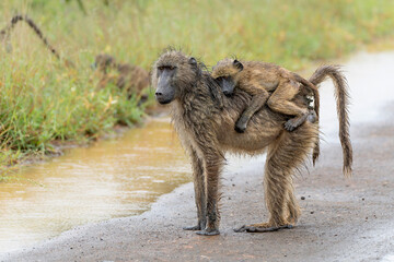 Sticker - Baboon mother with baby searching for food in the rain in the green season in the Kruger National Park in South Africa