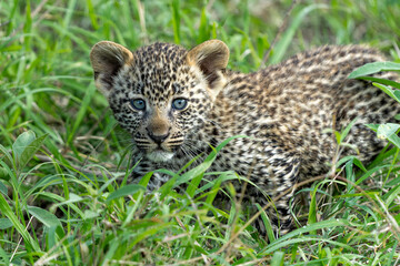 Canvas Print - Leopard cub on the move. This very young Leopard cub was following his mother cautiously and uneasily in Sabi Sands Game Reserve in the greater Kruger region in South Africa     