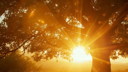 Sun shining brightly on a tree