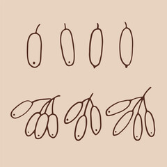 Wall Mural - Set barberry berries. Hand drawn vector illustration in outline style.