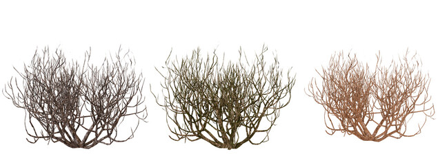Three stages of dried tumbleweed against black on Transparent Background
