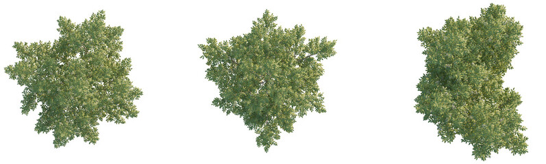 Sticker - Staphylea colchica tree plant 4k png cutout