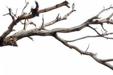 Dry Branch. Tree Branch Element on White Background